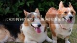 北京的狗狗在宠物医院做B超收费是多少?去宠物医院治腿瘸大概费用多少？