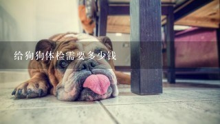 给狗狗体检需要多少钱