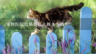 宠物医院给猫拍片大概多少钱？