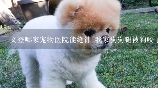 文登哪家宠物医院能缝针 我家狗狗腿被狗咬了1个很深的口子 不流血但是能看见骨头 下眼皮也破碎个口子