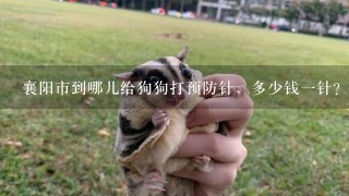 襄阳市到哪儿给狗狗打预防针，多少钱1针？