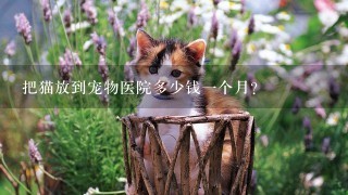 把猫放到宠物医院多少钱1个月？