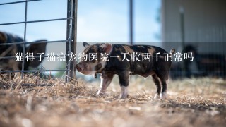 猫得了猫瘟宠物医院1天收两千正常吗