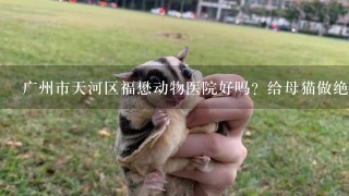 广州市天河区福懋动物医院好吗？给母猫做绝育多少钱？