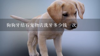 狗狗牙结石宠物店洗牙多少钱1次