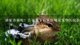 谁家养猫呢？告诉我下石家庄哪家宠物医院治家猫的病稍比较好1些？