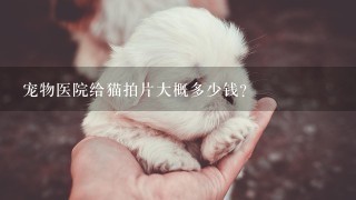 宠物医院给猫拍片大概多少钱？