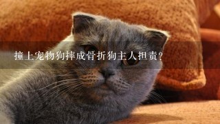 撞上宠物狗摔成骨折狗主人担责？