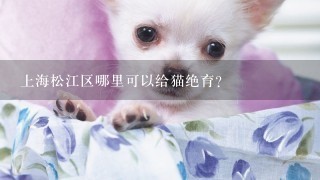 上海松江区哪里可以给猫绝育？