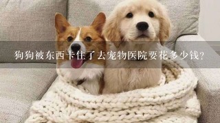 狗狗被东西卡住了去宠物医院要花多少钱？