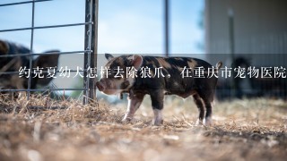 约克夏幼犬怎样去除狼爪，在重庆市宠物医院做能花多