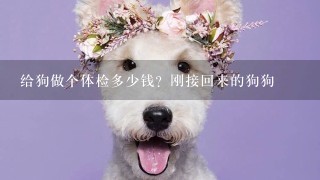 给狗做个体检多少钱？刚接回来的狗狗