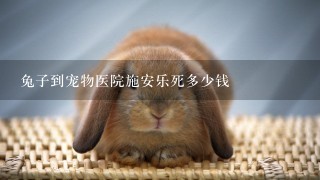 兔子到宠物医院施安乐死多少钱