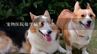 宠物医院接生猫多少钱？