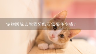 宠物医院去除猫牙结石需要多少钱?