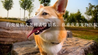 约克夏幼犬怎样去除狼爪，在重庆市宠物医院做能花多少钱