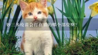 妙3多疫苗会打在猫的哪个部位啊？