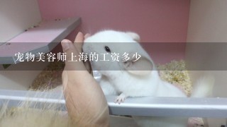 宠物美容师上海的工资多少