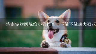 济南宠物医院给小猫检查1下健不健康大概花多少钱，买的猫，暹罗