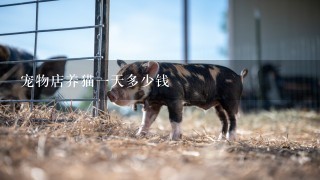 宠物店养猫1天多少钱