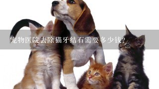 宠物医院去除猫牙结石需要多少钱?