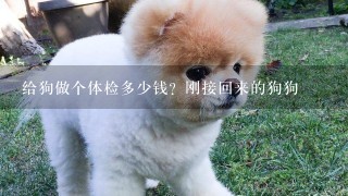 给狗做个体检多少钱？刚接回来的狗狗