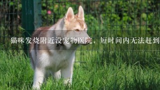 猫咪发烧附近没宠物医院，短时间内无法赶到，有什么应急措施？