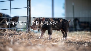 给猫做绝育，价格大概多少