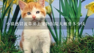 小猫感冒流鼻涕去宠物医院大概要多少钱