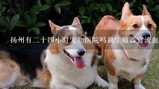 扬州有2十4小时宠物医院吗猫生殖器官流血了？