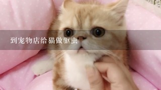 到宠物店给猫做驱虫