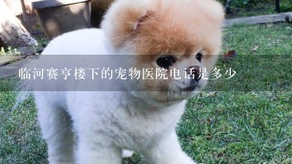 临河赛亨楼下的宠物医院电话是多少