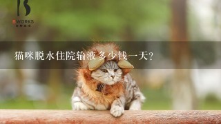 猫咪脱水住院输液多少钱1天？