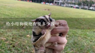 给小母狗做绝育要多少钱呀