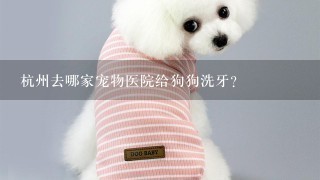 杭州去哪家宠物医院给狗狗洗牙？
