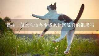 猫挂1瓶水应该多少钱宠物医院真的很黑吗