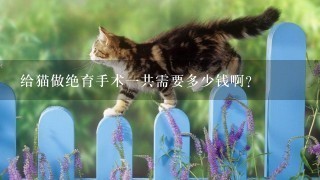 给猫做绝育手术1共需要多少钱啊？