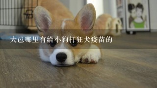 大邑哪里有给小狗打狂犬疫苗的