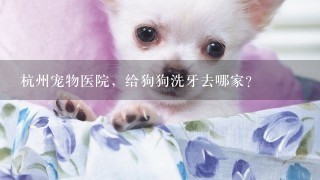杭州宠物医院，给狗狗洗牙去哪家？
