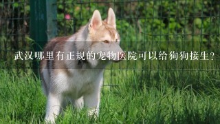 武汉哪里有正规的宠物医院可以给狗狗接生？
