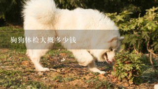 狗狗体检大概多少钱