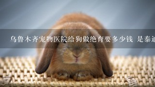 乌鲁木齐宠物医院给狗做绝育要多少钱 是泰迪 6个月