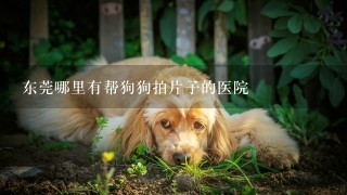 东莞哪里有帮狗狗拍片子的医院