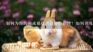 如何为你的狗或猫提供良好的护理？如何训练它们以保持安全并避免破坏家具或其他物品？