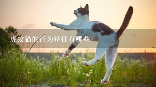 虎纹猫的行为特征有哪些