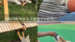 如何判断猫咪是否感染了口腔炎