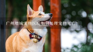 广州增城宠物医院如何处理宠物死亡?